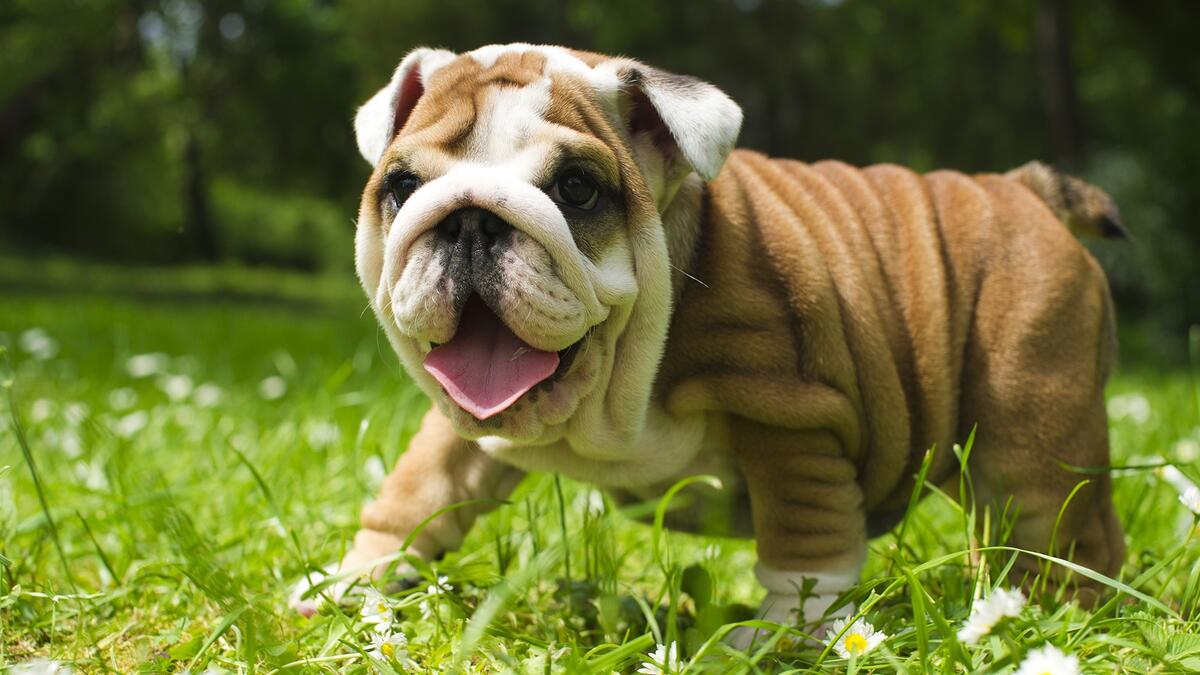 A British bulldog with his tongue out walks around the pen
