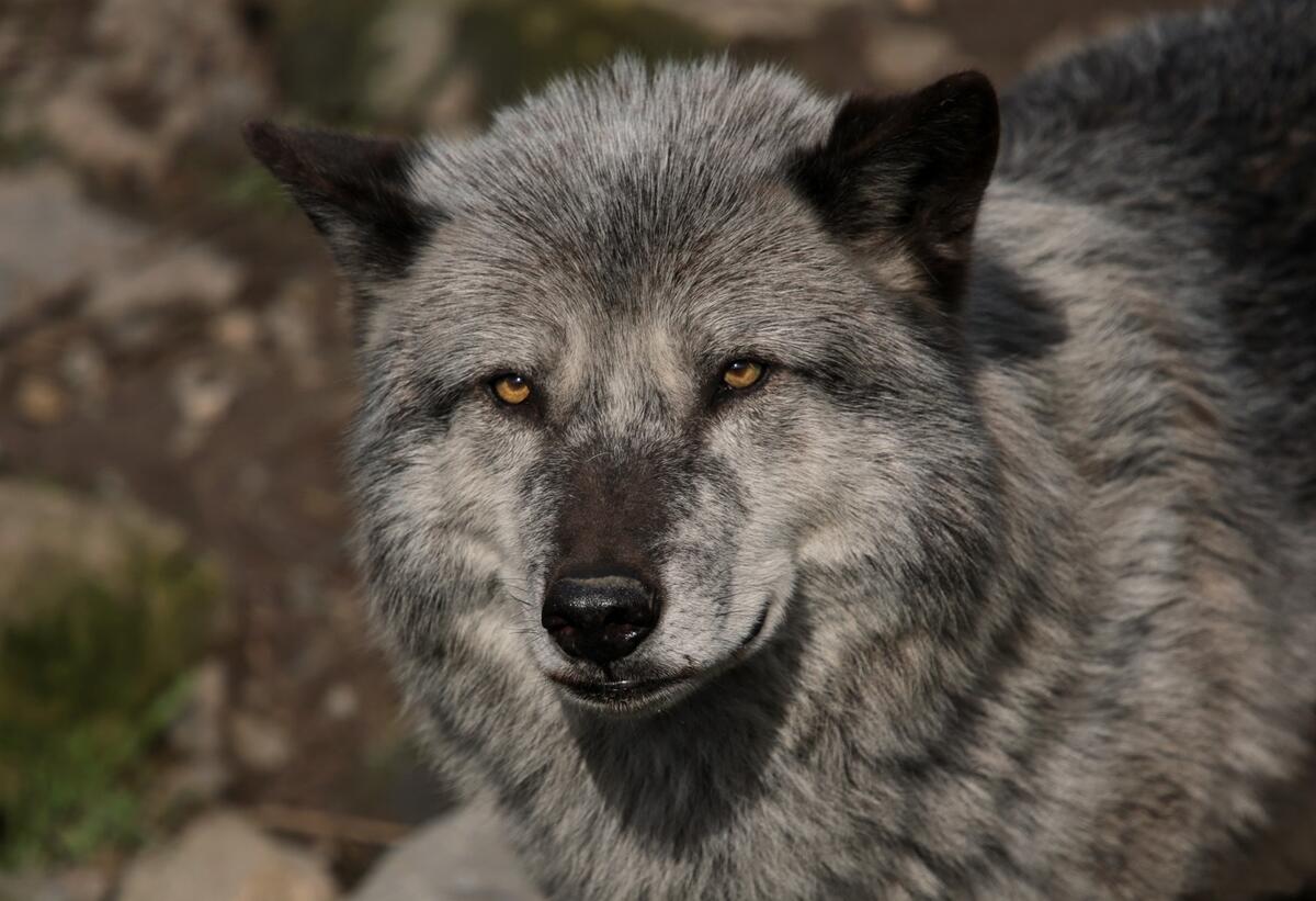 A majestic gray wolf with black ears