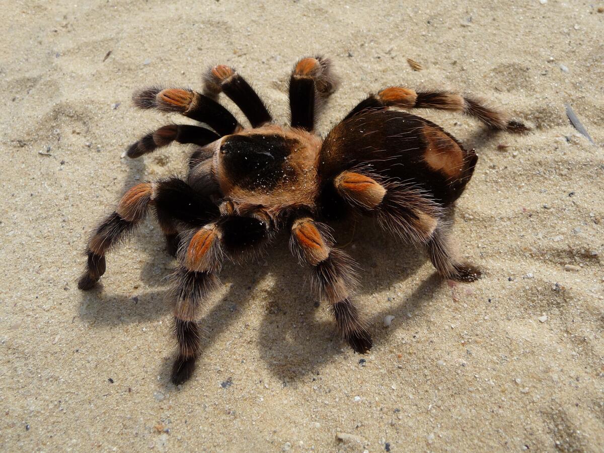Большой паук ползет по песку