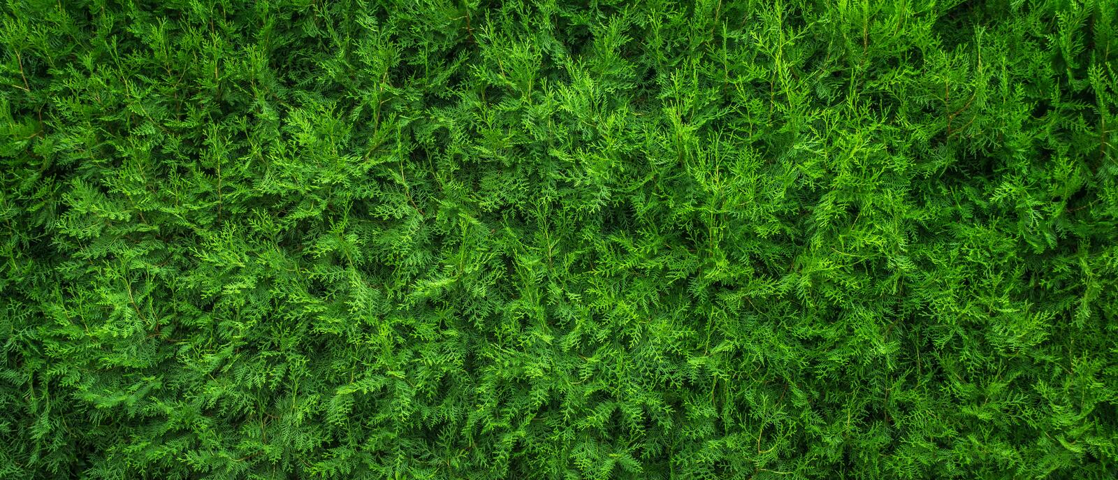 Wallpapers nature grass plant on the desktop