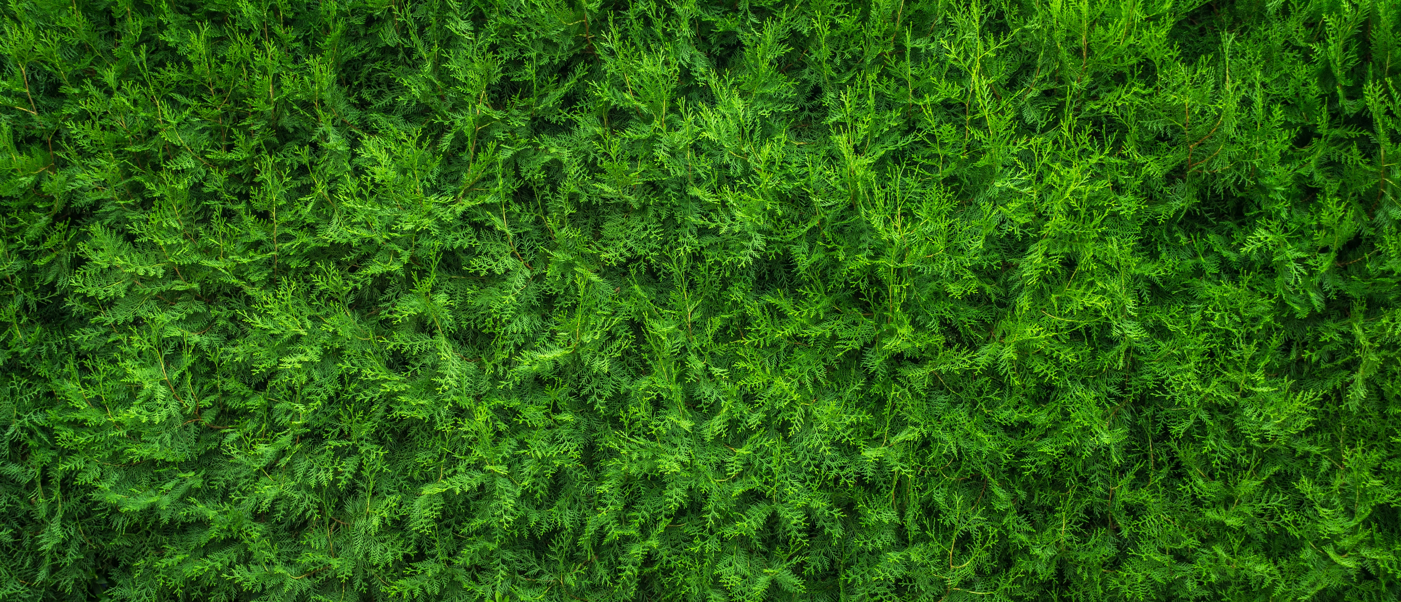 Wallpapers nature grass plant on the desktop