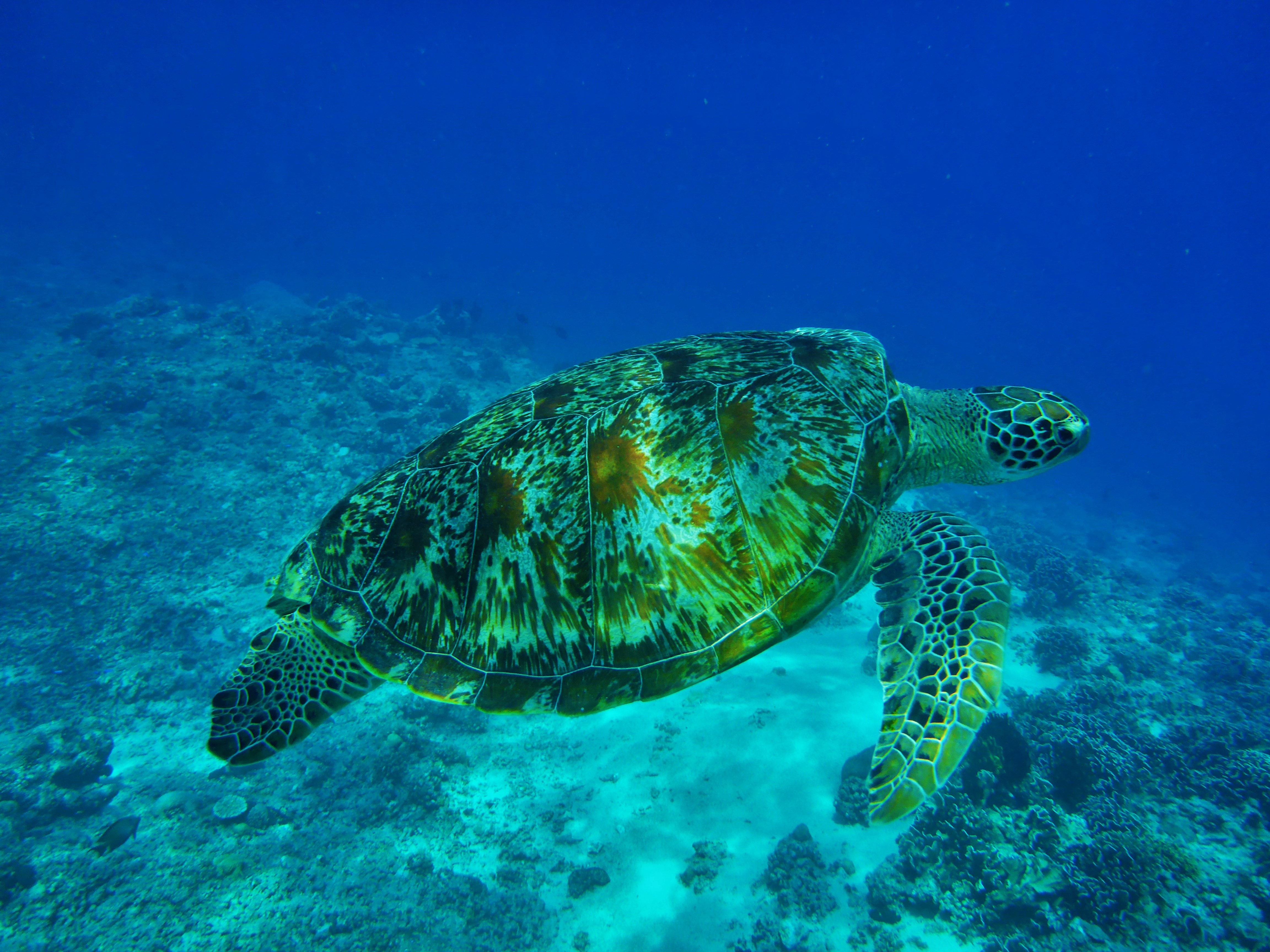 一只绿海龟在反射着阳光的海水中游泳