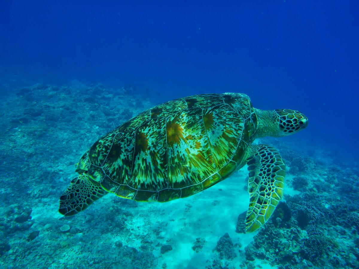 Зеленая морская черепаха плывет водой отражая солнечные лучи