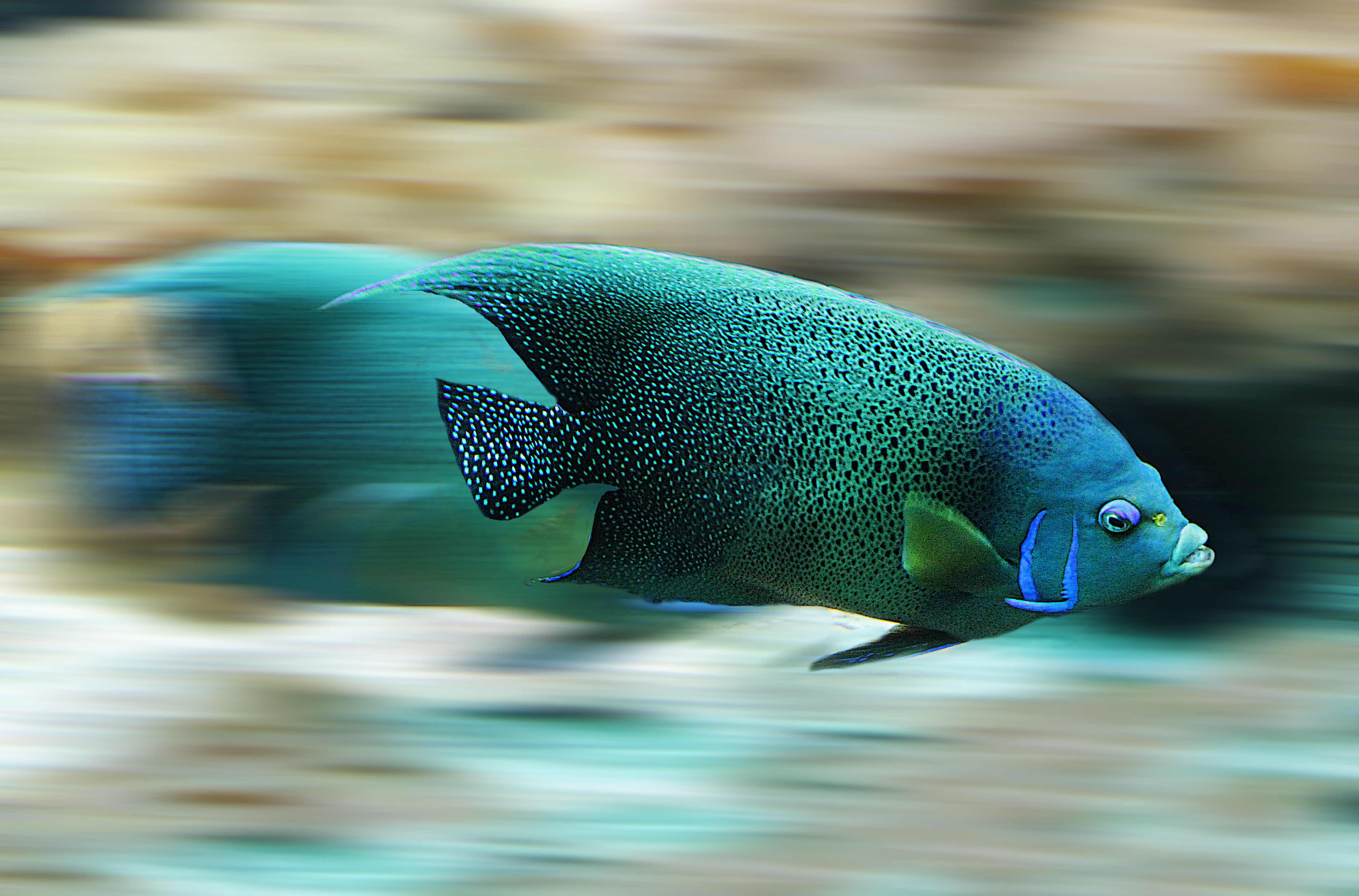 Бесплатное фото Быстрая супер рыба