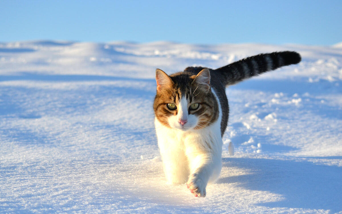 A cat runs through the snow to his master.