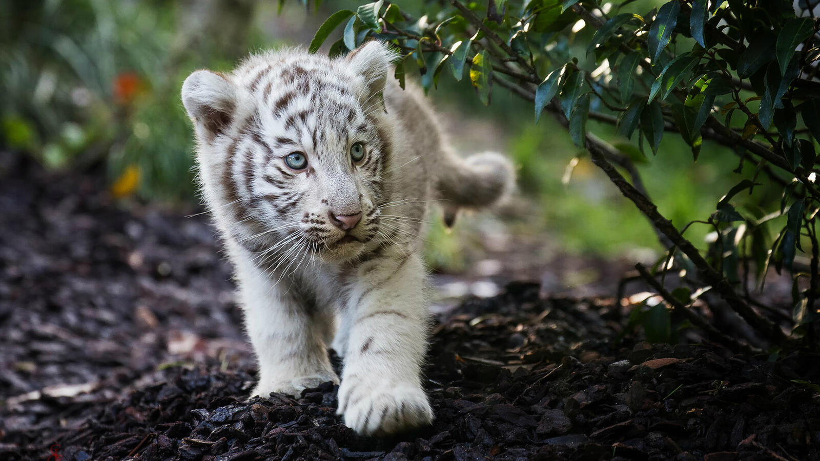 Free photo White baby tiger