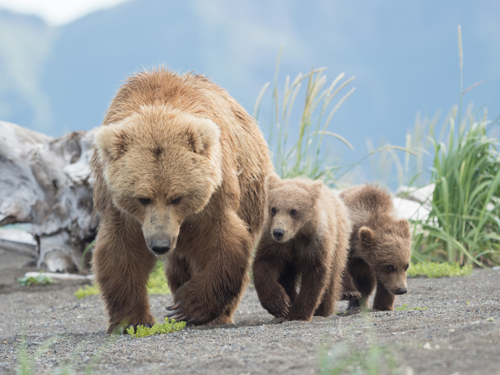 Обои обои медвежья семья милая ходить на рабочий стол