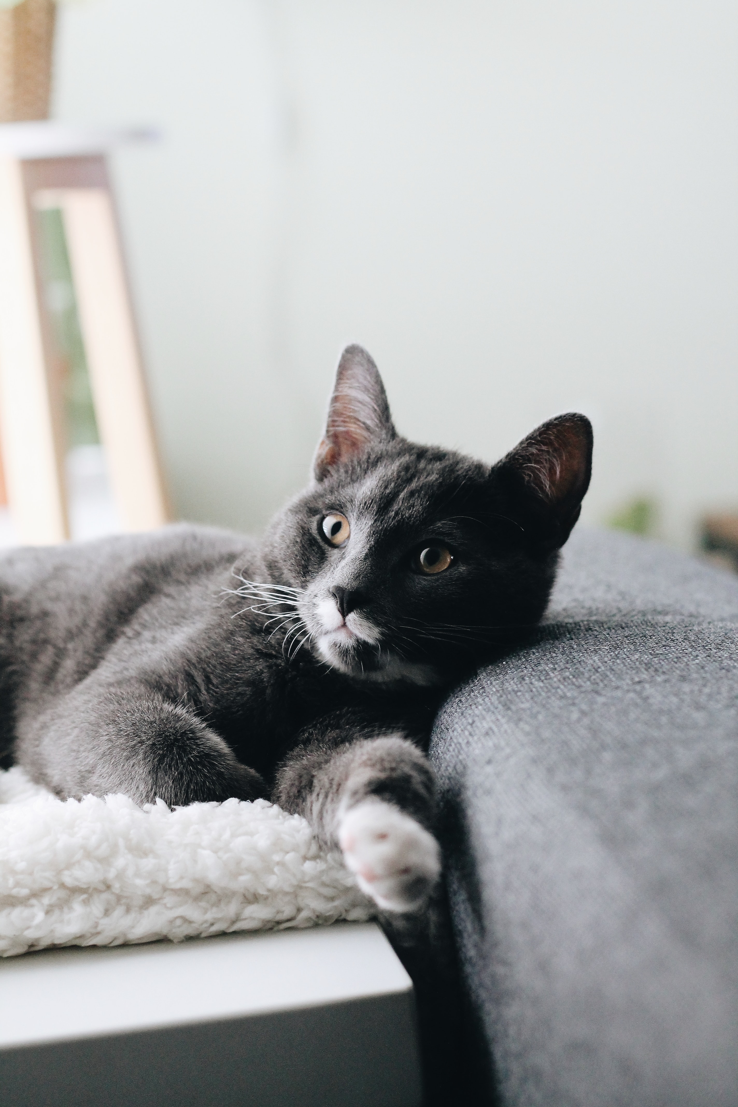 一只在沙发上休息的灰色家猫
