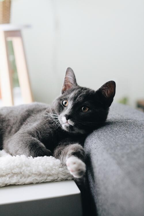 Серый домашний котик отдыхает на диване