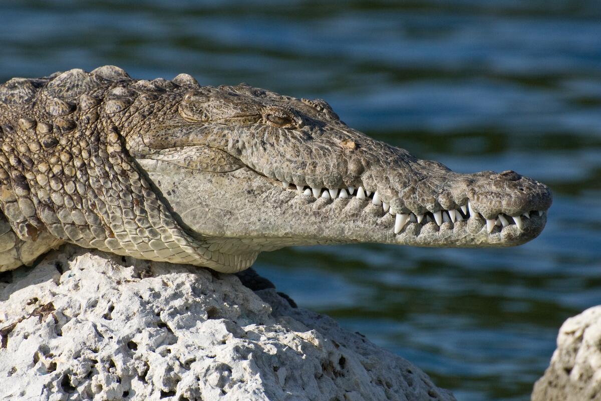 Крокодил греется на солнышке