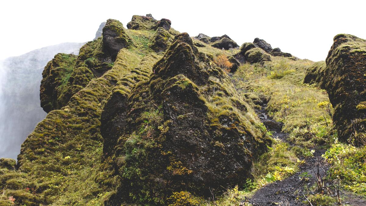The moss on top of the mountain