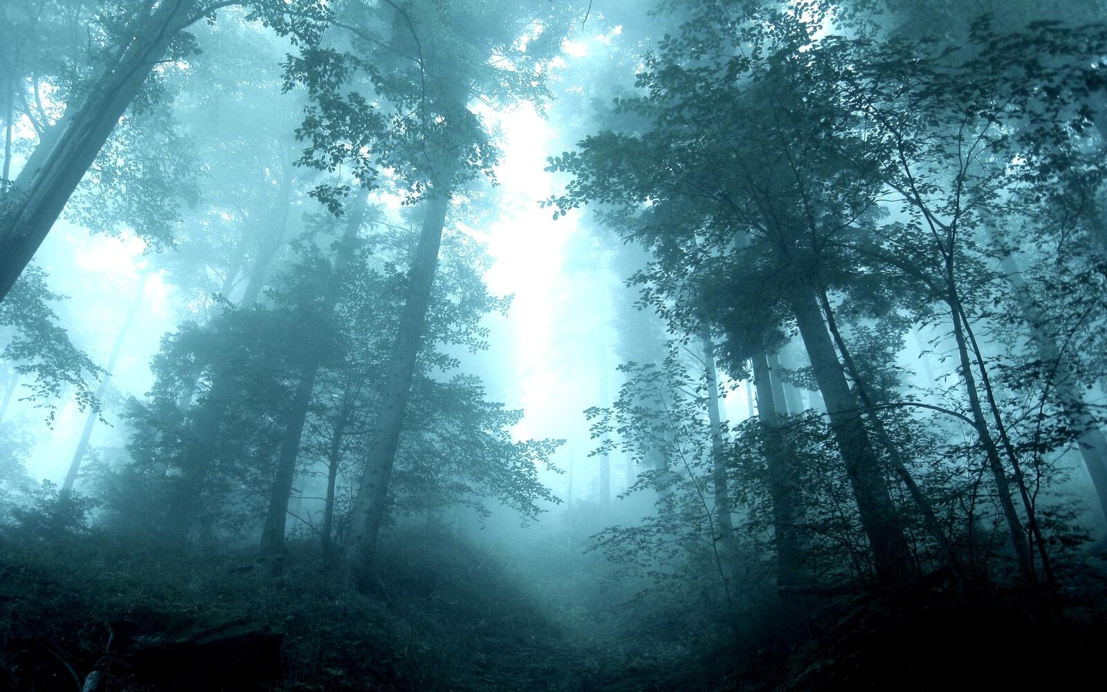 Бесплатное фото Мрачный туманный лес вечером
