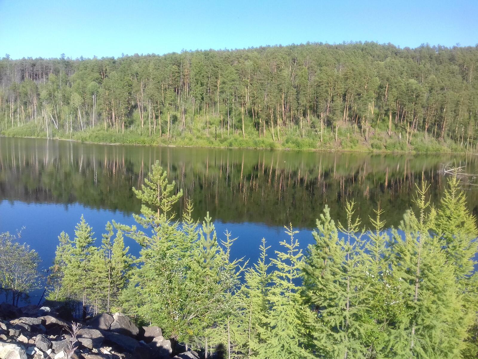 Бесплатное фото Еловый лес растущий вдоль берега в Сибири