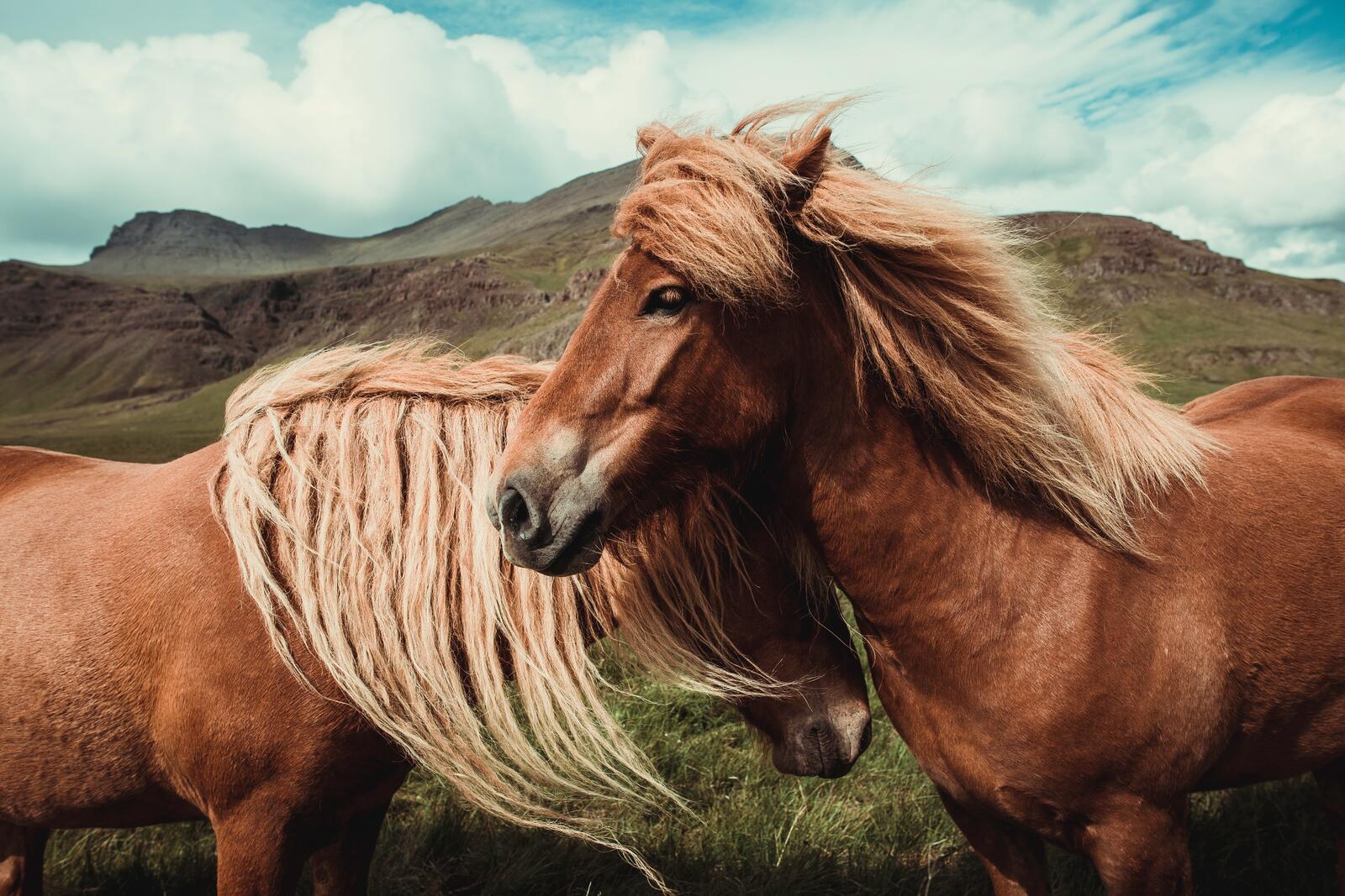 Free photo Horses with a well-groomed white mane