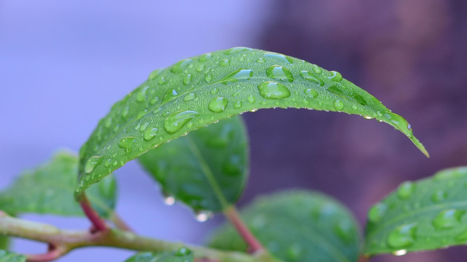 Free photo Drops of water on a leaf after the rain