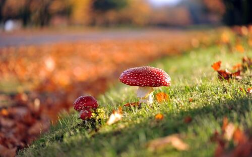 On a sunny fall afternoon, rays illuminate a family of fly agaricas