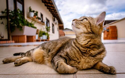 A cat resting on the sidewalk