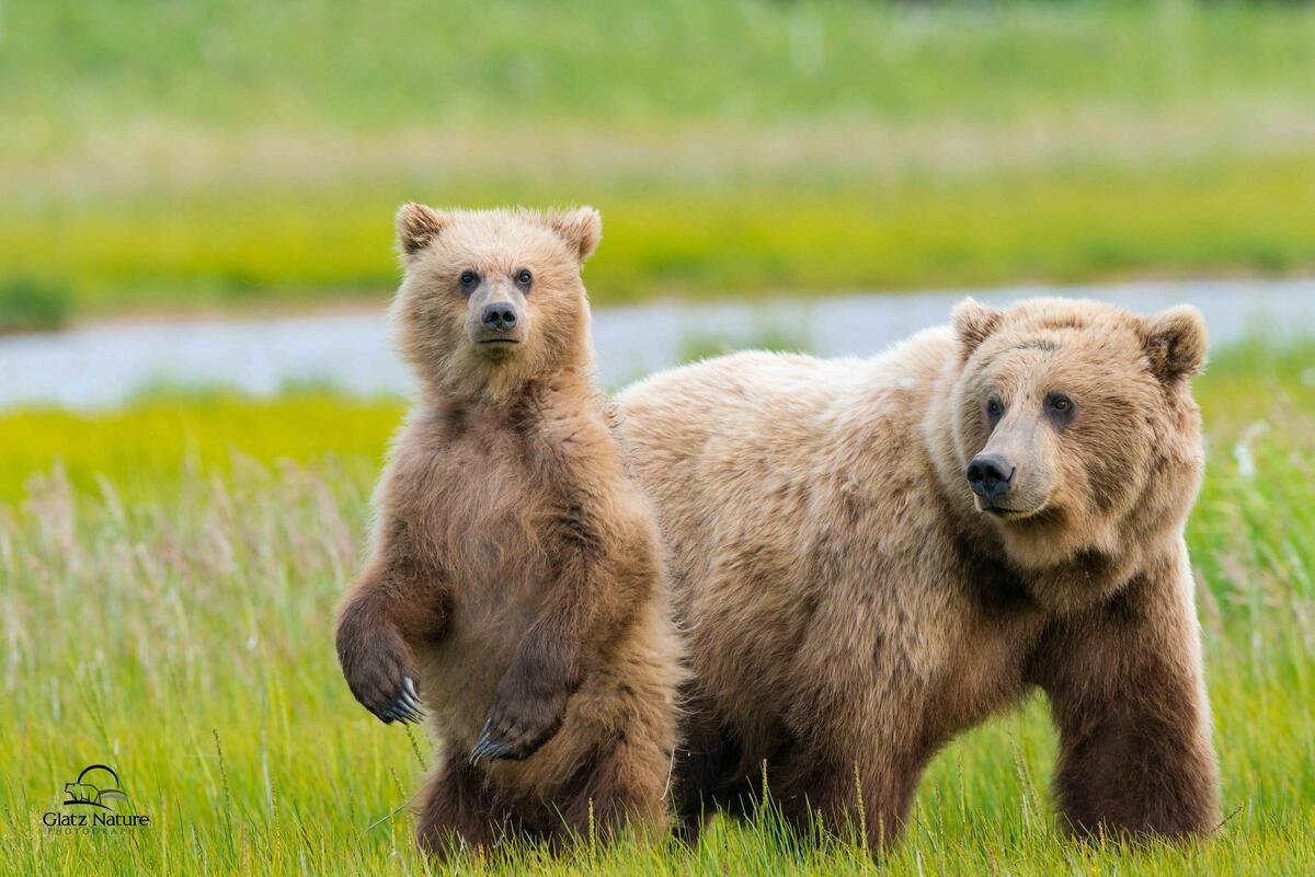 A bear and her baby walking in a green field.