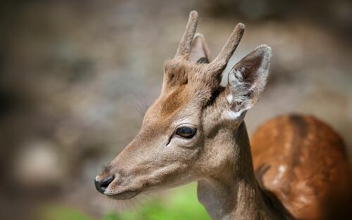 Portrait of a white-tailed deer