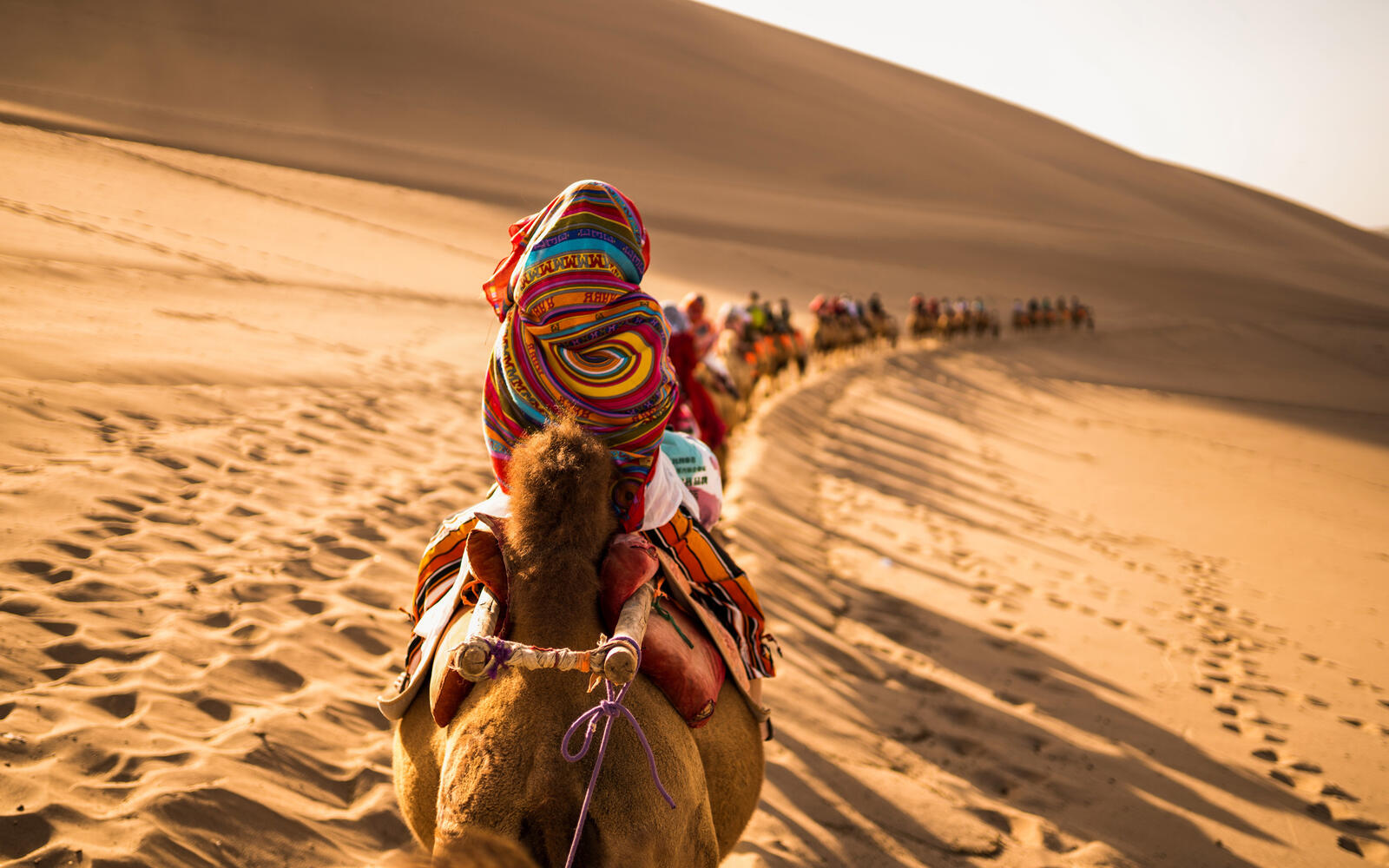 Free photo Traveling along the silk road in the desert on camels