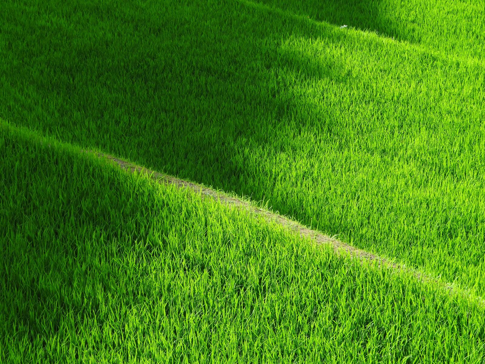 Зеленый газон на футбольном поле в солнечный день