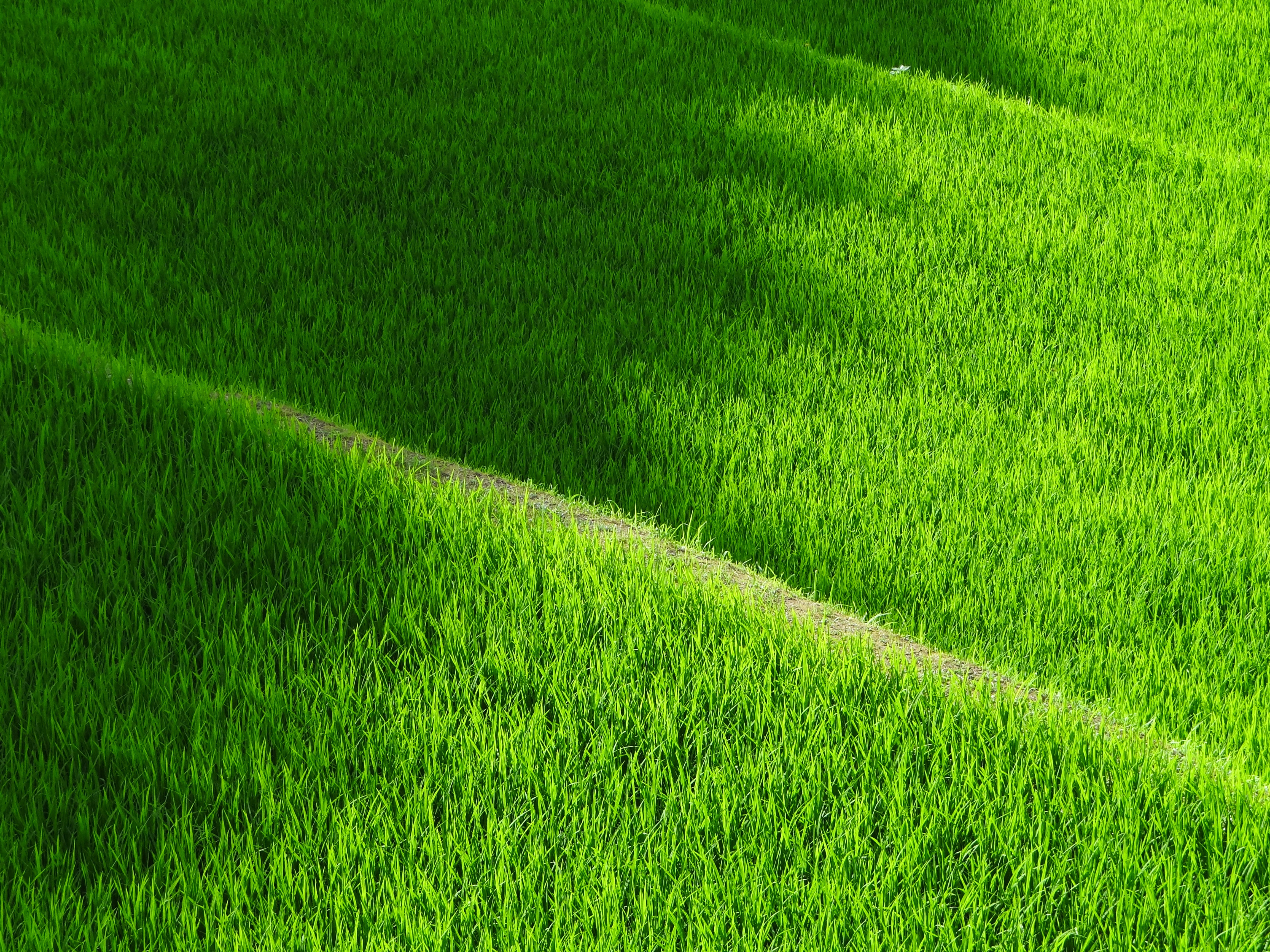Free photo Green lawn on a soccer field on a sunny day