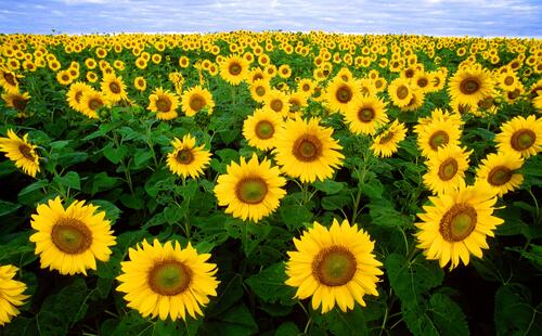 A large field of sunflowers in the afternoon
