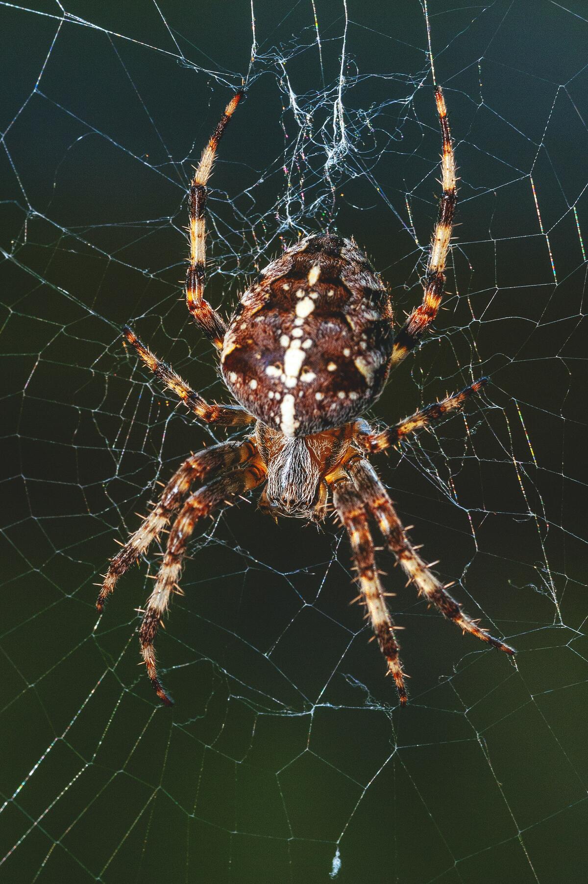 A spider sits in ambush on a woven web