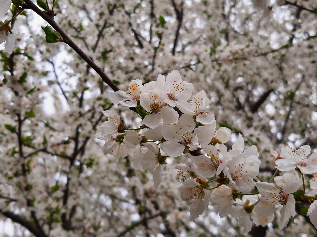 Белые цветочки цветущей черешни