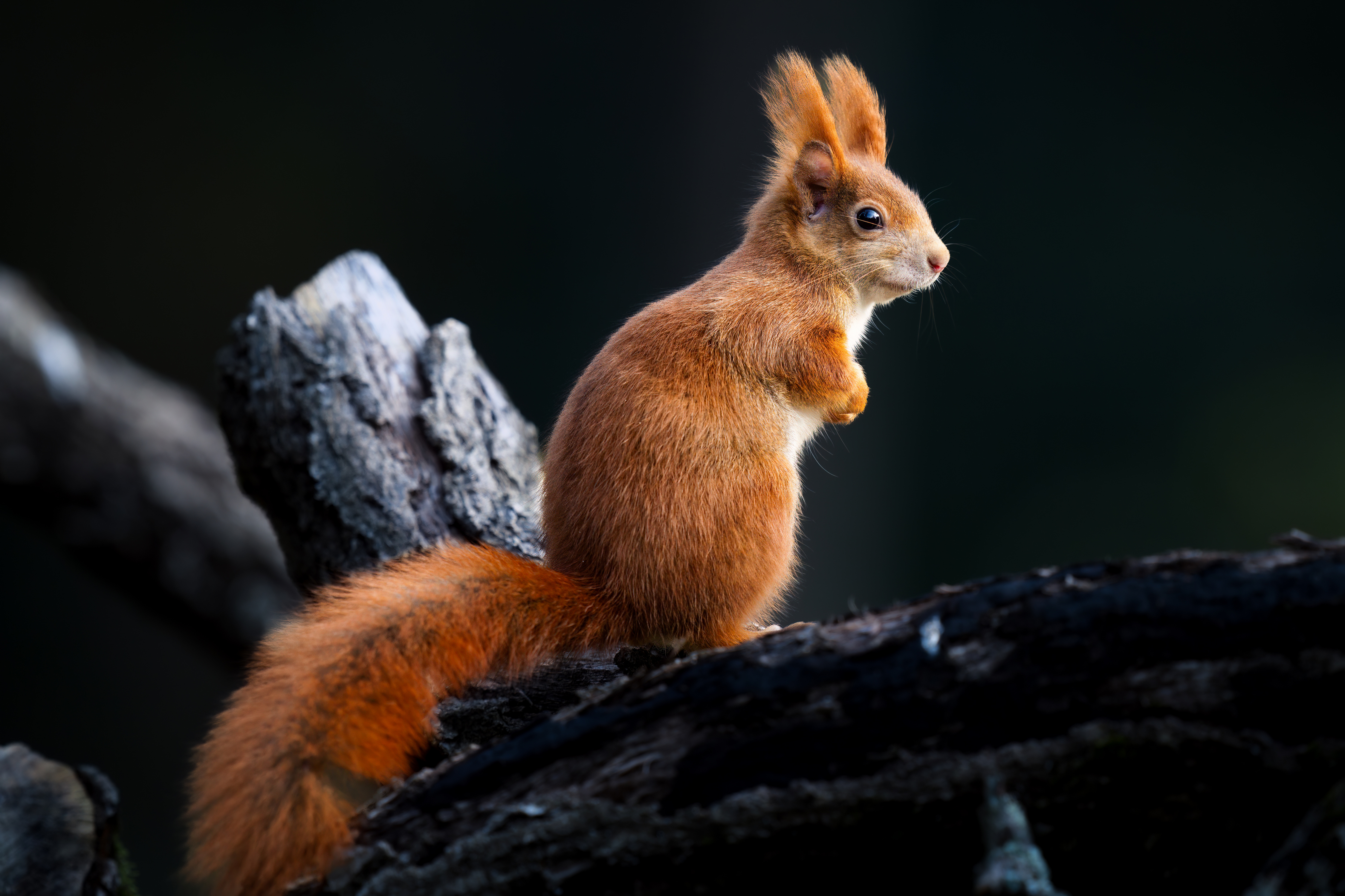 免费照片一只小松鼠坐在树枝上