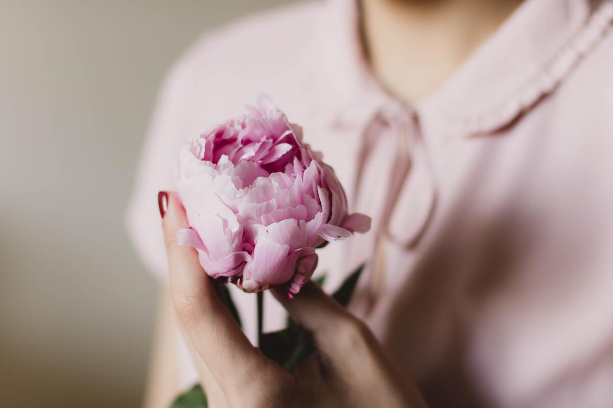 Pink rose in a woman`s hand