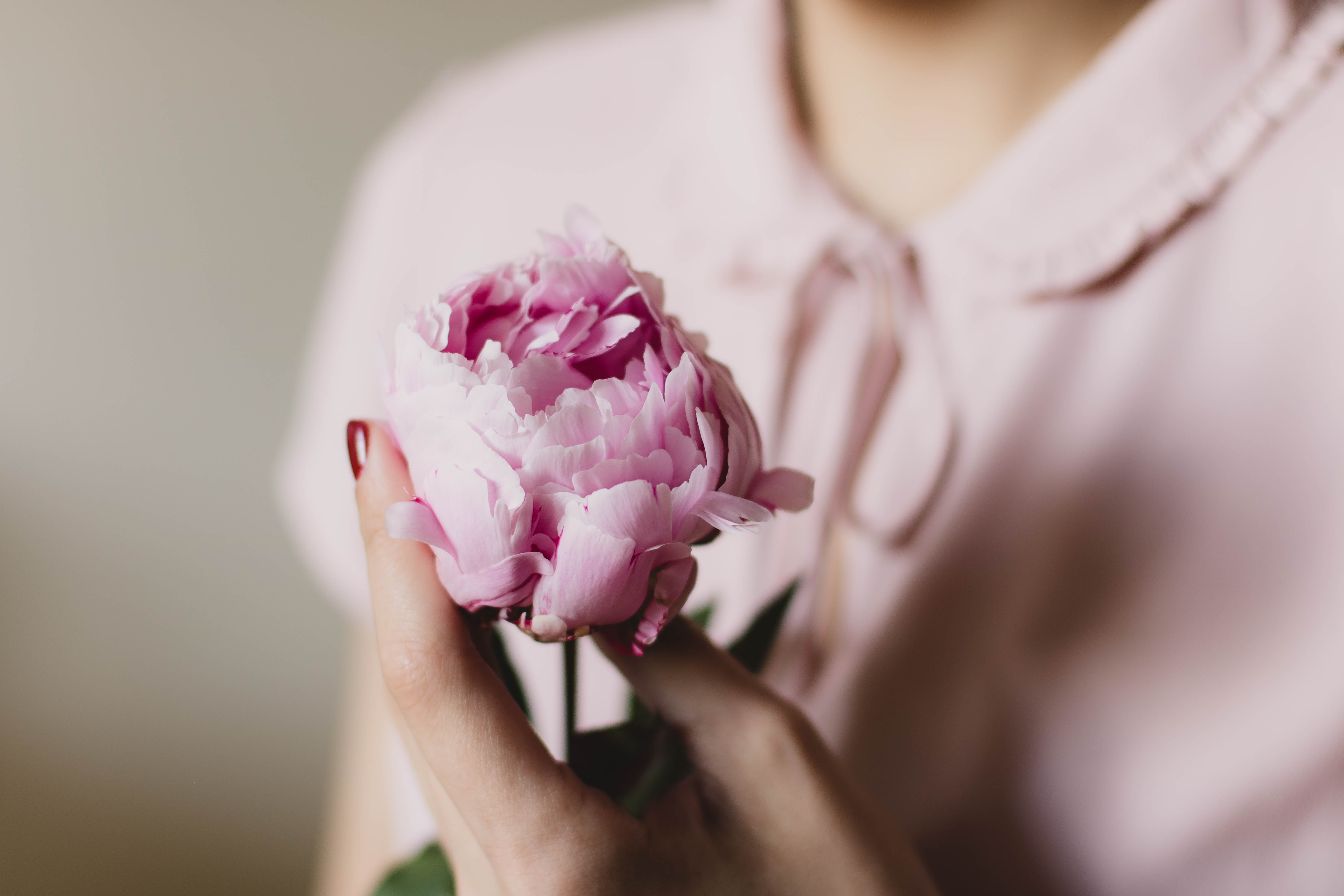 免费照片一个女人手中的粉红色玫瑰