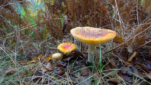 Осенний гриб, какая то поганка
