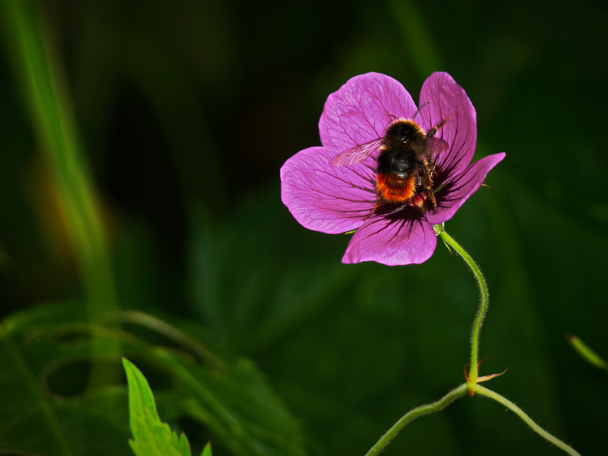 一只大黄蜂从一朵粉红色的花中采集花蜜