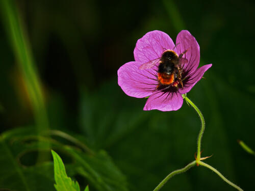 A bumblebee collects nectar from a pink flower