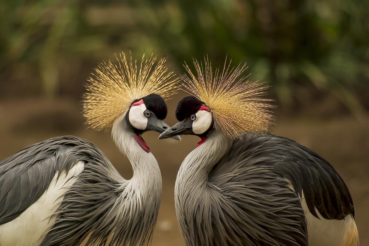 Two crowned cranes admiring each other.