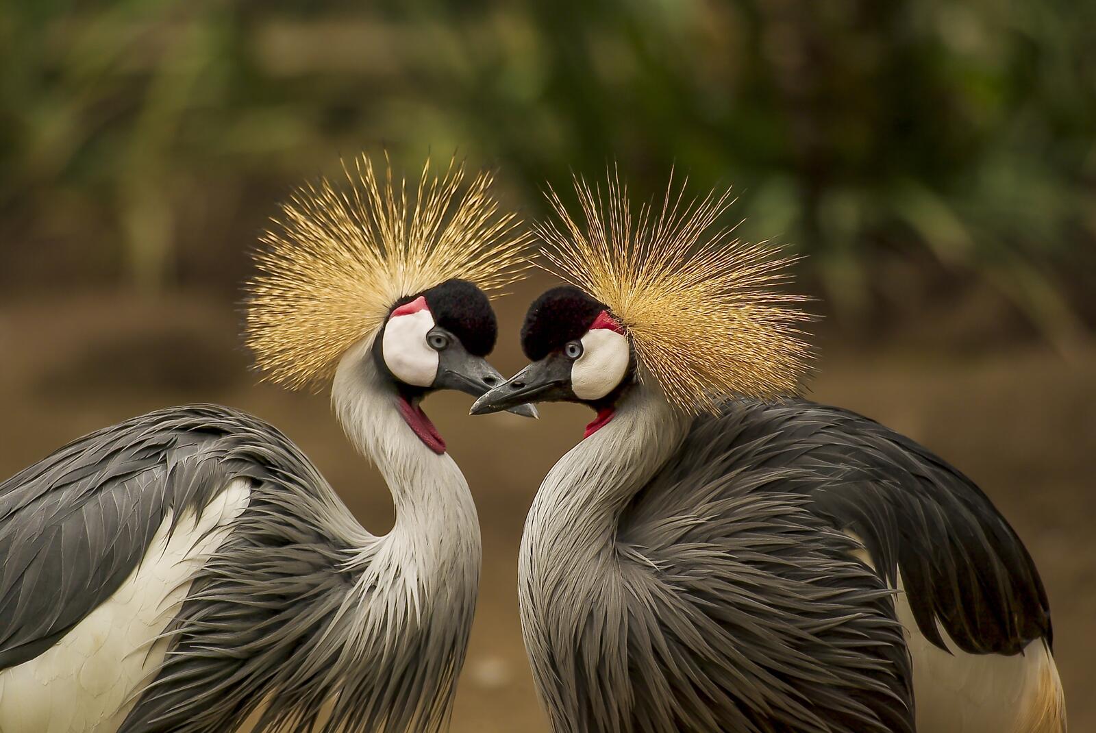 免费照片两只冠鹤互相欣赏。