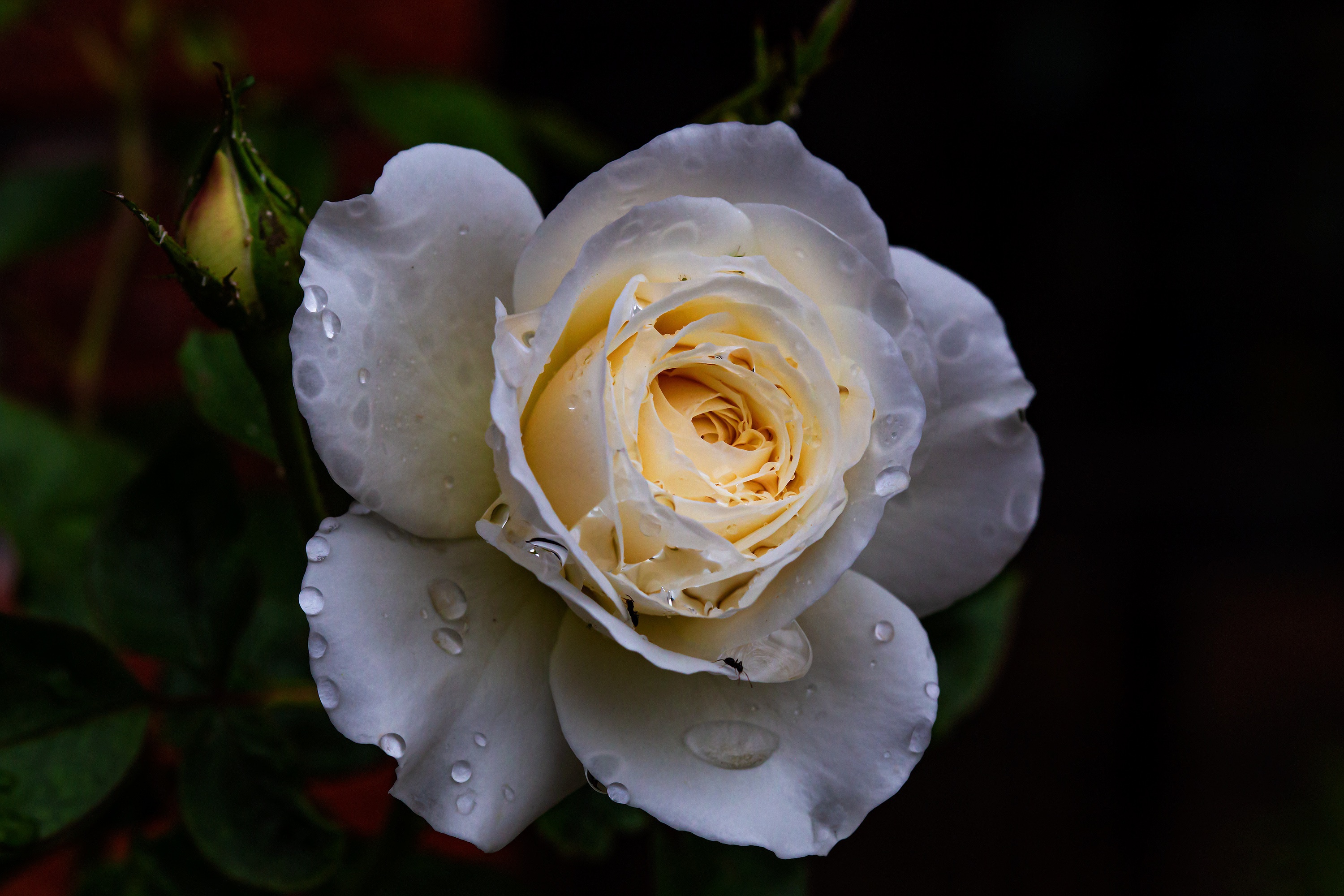 Бутон белой розы с каплями воды на лепестках