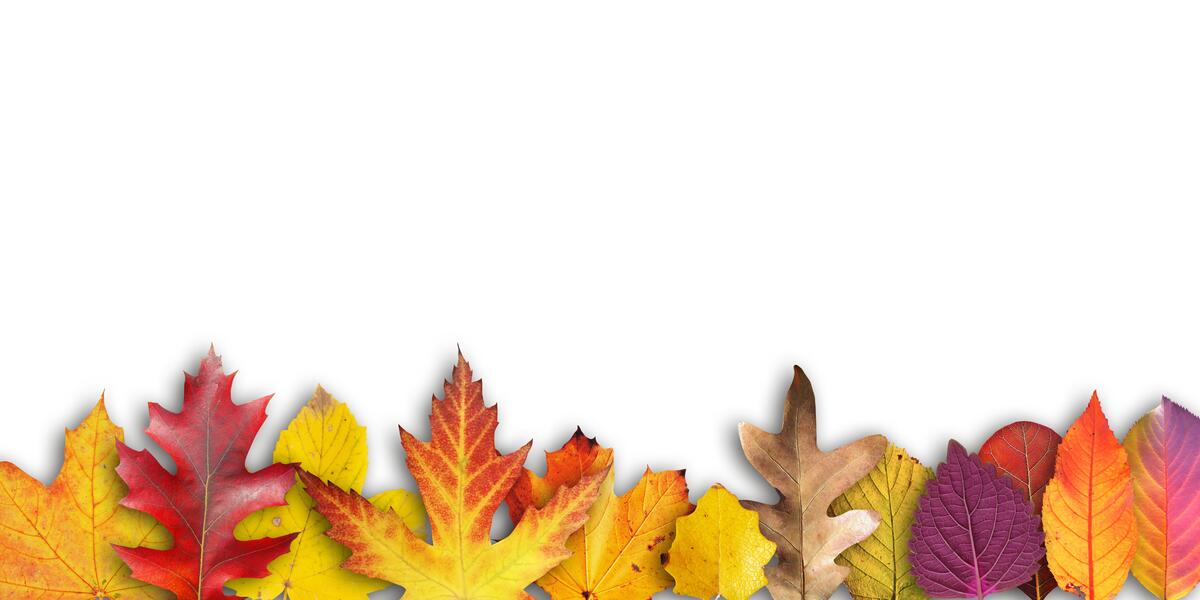 Цветные осенние листья на белом фоне