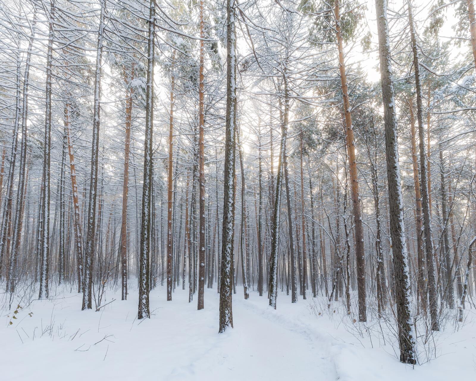 Бесплатное фото Зимний лес с соснами
