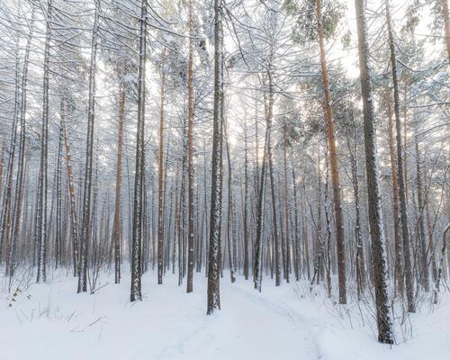A winter forest with pine trees