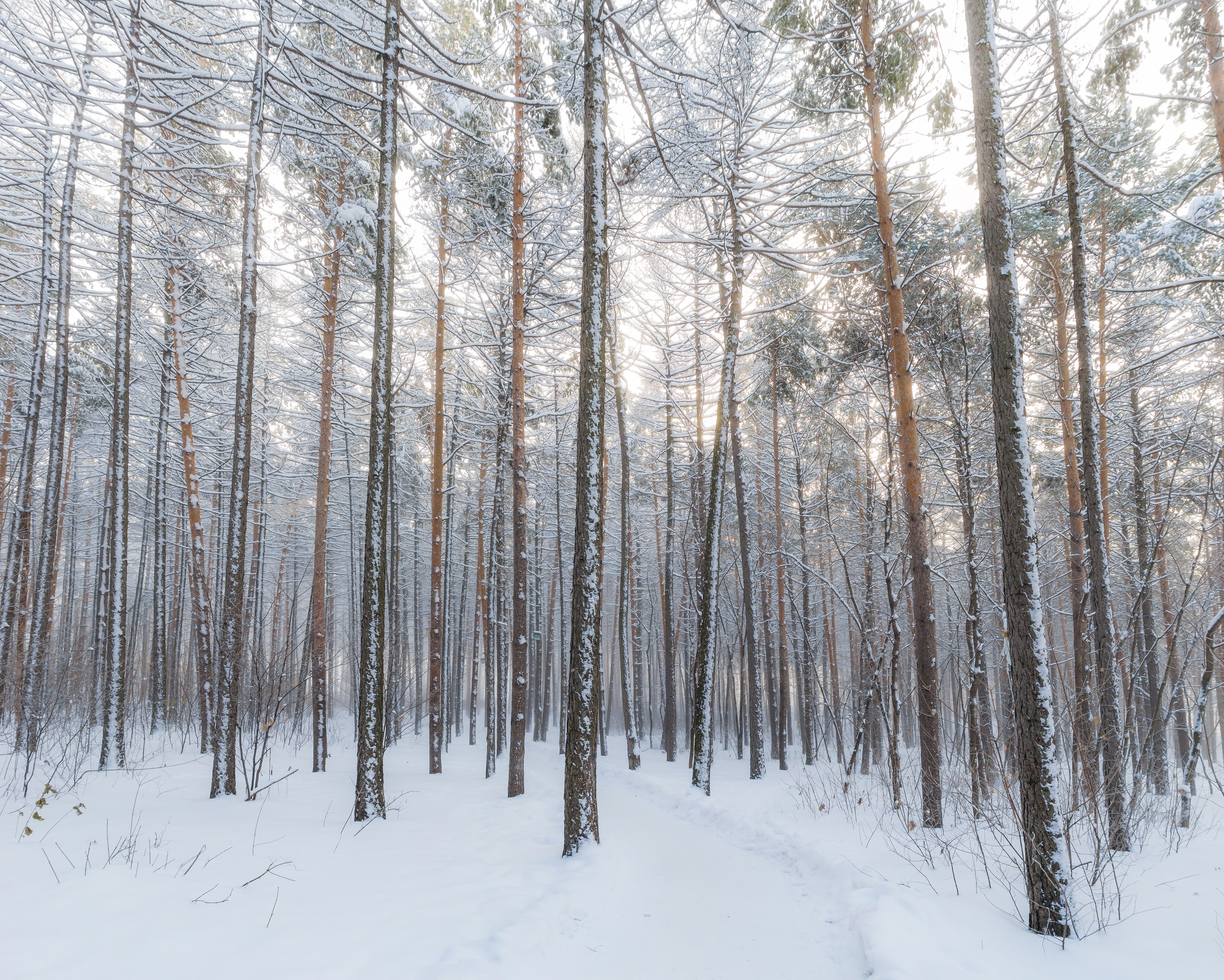 免费照片冬天的森林与松树