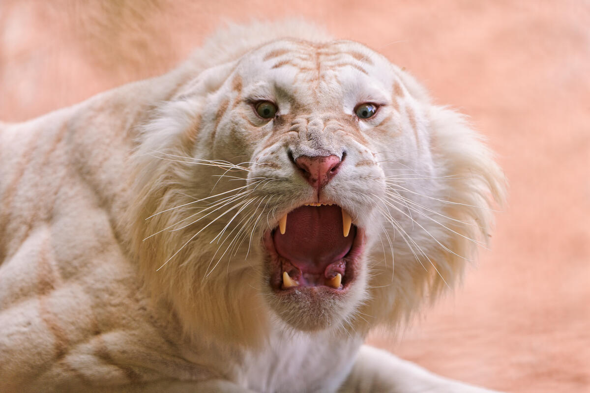 Агрессивный белый тигр