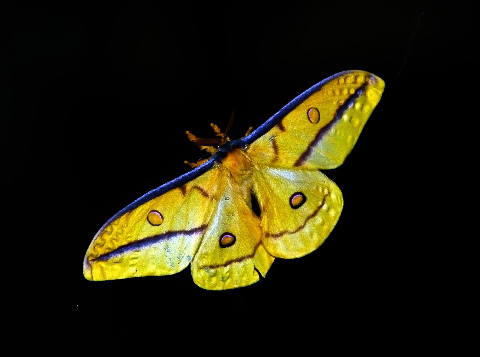Free photo Yellow moth on black background