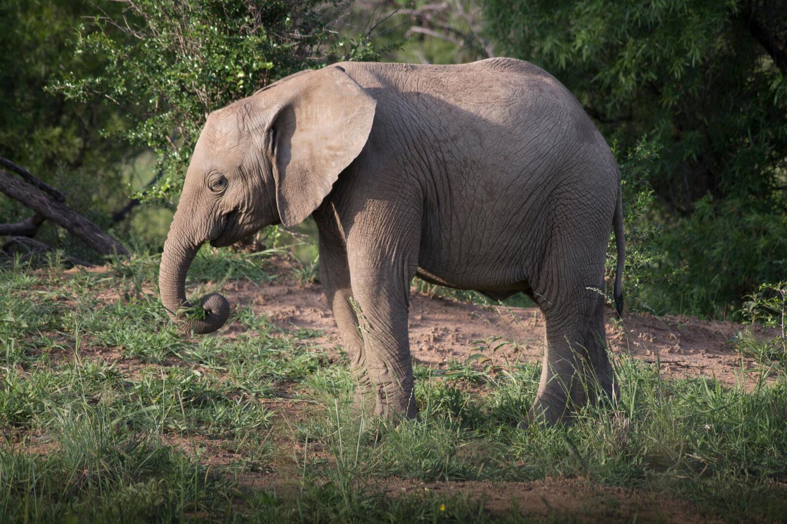 免费照片一头孤独的大象