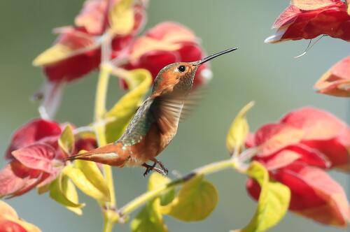 A hummingbird sits on a branch with flowers.