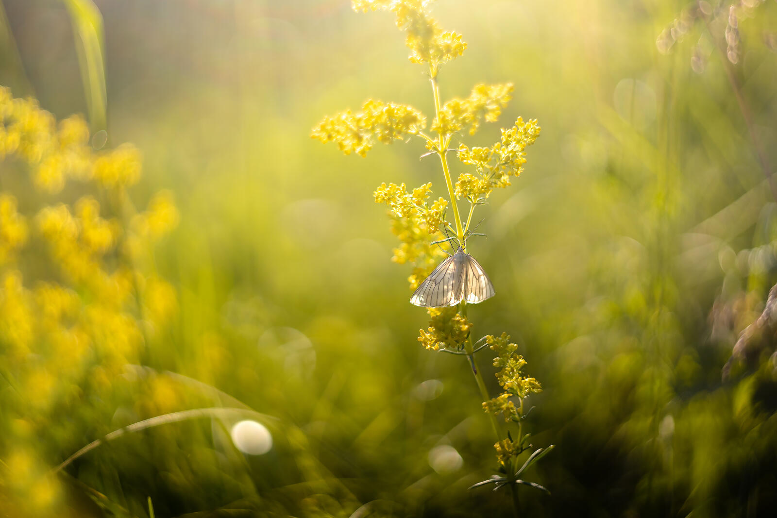 Бесплатное фото Бабочка на полевом цветке