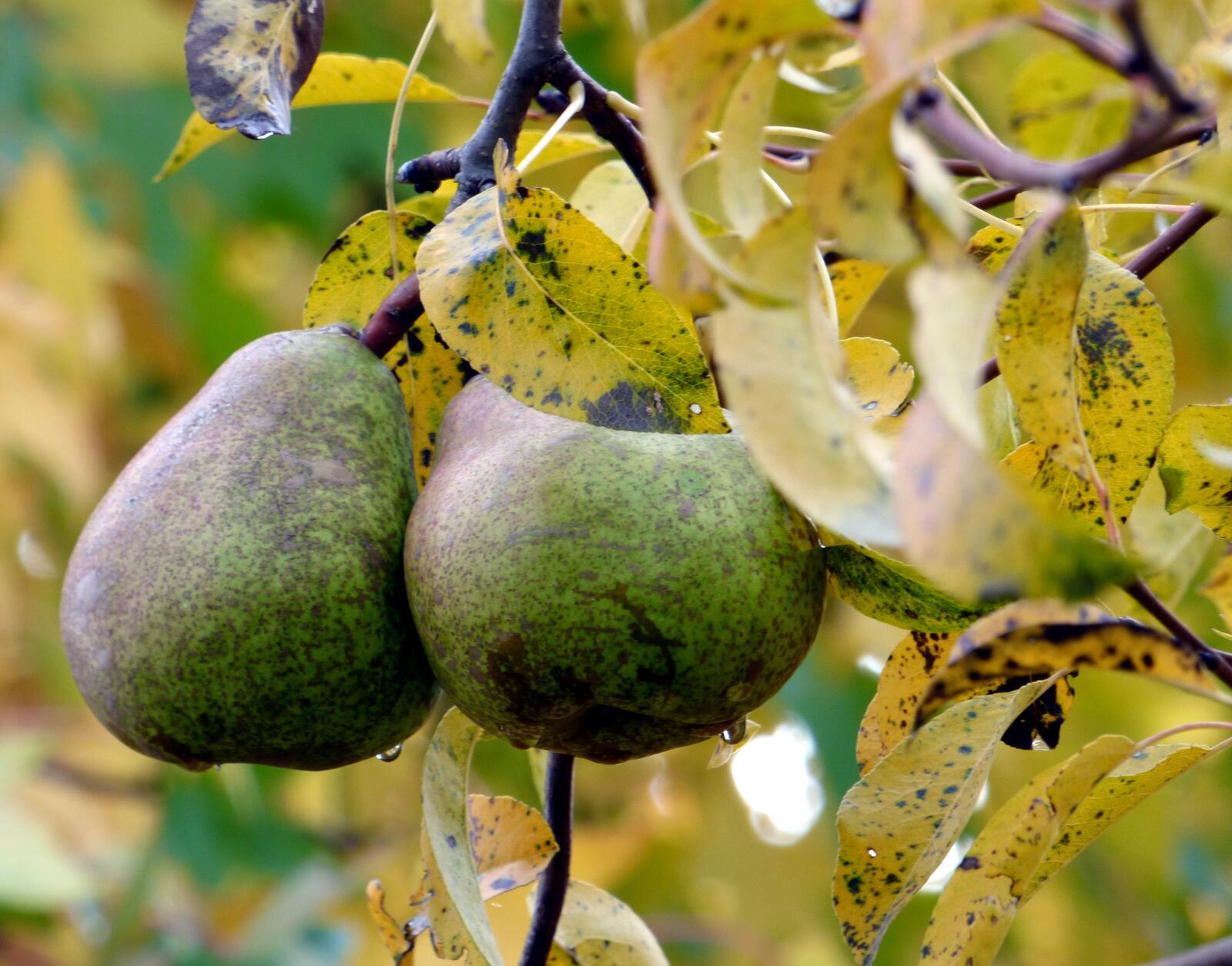 Free photo Green pears growing on a tree branch