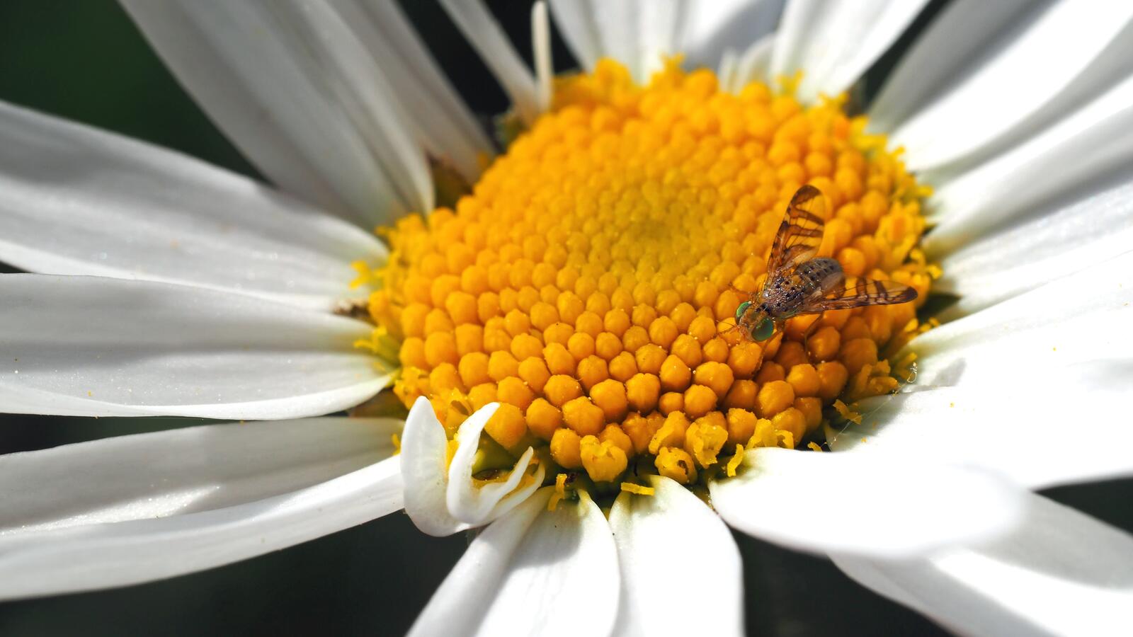 免费照片一只苍蝇喝着白色花瓣的花蜜