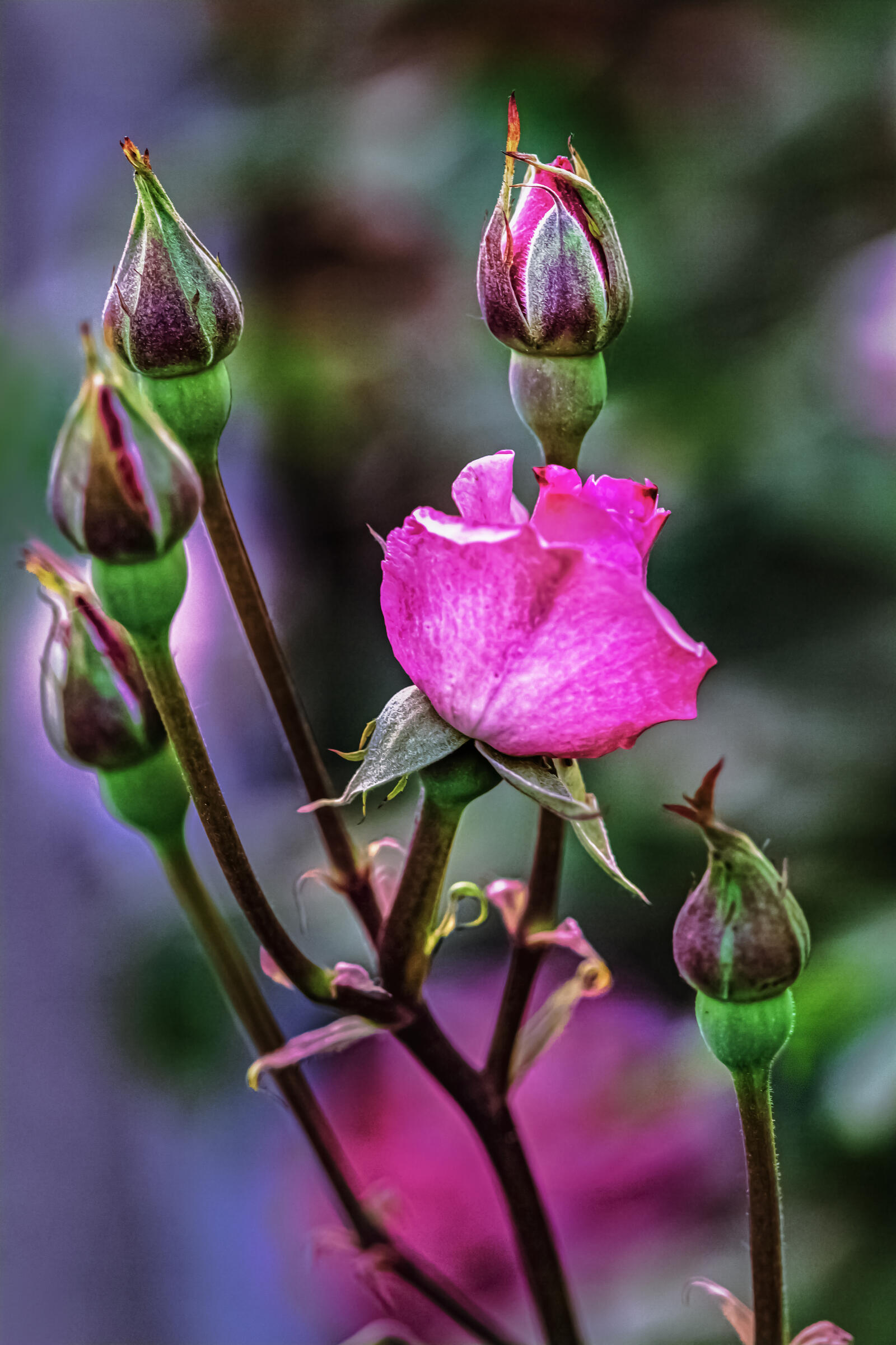 Free photo Rose with buds